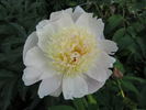 Cream Puff peony photo