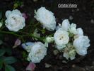 Crystal Fairy rose photo