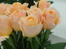 Auckland rose photo