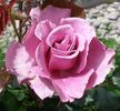 Shocking Blue ® rose photo