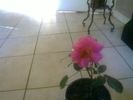 Queen of Hearts rose photo