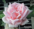 Belle de la Carnière rose photo