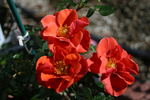 Halo Today rose photo