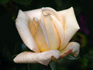 Ivory Tower rose photo