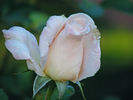Ivory Tower rose photo