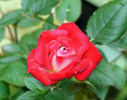 Iced Raspberry ™ rose photo