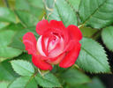 Iced Raspberry ™ rose photo