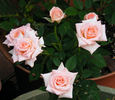 Heather Sproul ™ rose photo