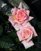 Heather Sproul ™ rose photo