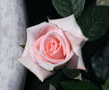 Heather Sproul ™ rose photo
