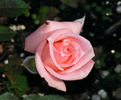 Heather Sproul ™ rose photo
