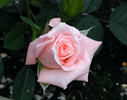 Heather Sproul ™ rose photo