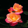 Hondo rose photo