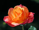 Hondo rose photo