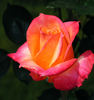 Hondo rose photo
