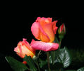 Hondo rose photo