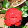 Frankly Scarlet ™ rose photo