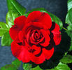 Frankly Scarlet ™ rose photo