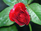Frankly Scarlet ™ rose photo