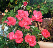 First and Foremost rose photo
