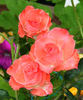 First and Foremost rose photo