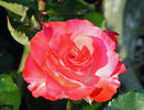 First and Foremost rose photo