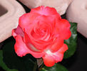 First and Foremost rose photo