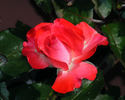 First and Foremost rose photo