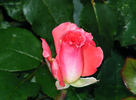First and Foremost rose photo