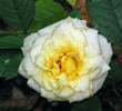 Fortune Cookie ™ rose photo