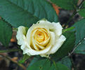Fortune Cookie ™ rose photo