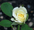 Fortune Cookie ™ rose photo