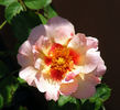 Eyeconic rose photo