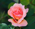 Eyeconic rose photo