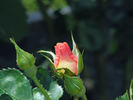 Eyeconic rose photo