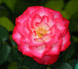 Double Take ™ rose photo