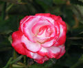 Double Take ™ rose photo