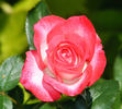 Double Take ™ rose photo