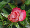 Double Take ™ rose photo