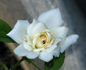 Constellation ™ rose photo