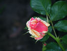 Candy Land™ rose photo