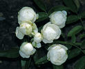 Blanche Neige rose photo
