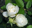 Blanche Neige rose photo