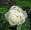 Blanche Neige rose photo