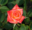 Best Friends rose photo