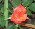 Best Friends rose photo