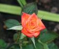 Best Friends rose photo