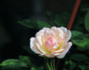 Baby Betsy McCall rose photo