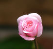 Baby Betsy McCall rose photo