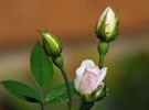 Baby Betsy McCall rose photo